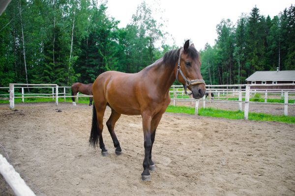Horse Enclosure Renovation